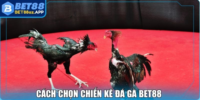 Đá Gà Bet88 - Trực Tiếp Các Trận Đấu Hấp Dẫn Nhất 2025 Cách chọn chiến kê đá gà Bet88 để tăng tỷ lệ thắng