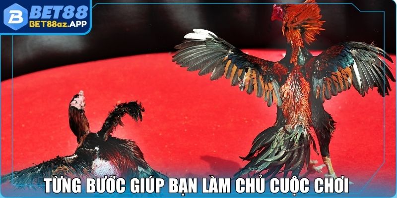 Đá Gà Bet88 - Trực Tiếp Các Trận Đấu Hấp Dẫn Nhất 2025 Từng bước giúp bạn làm chủ cuộc chơi đá gà Bet88